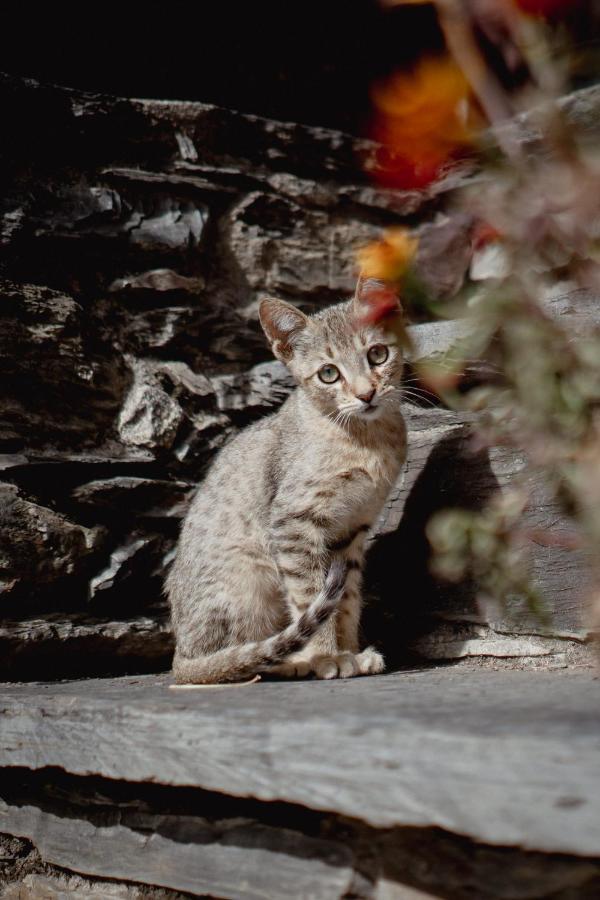 El Xalet De La Vall De Cardos Lladros エクステリア 写真